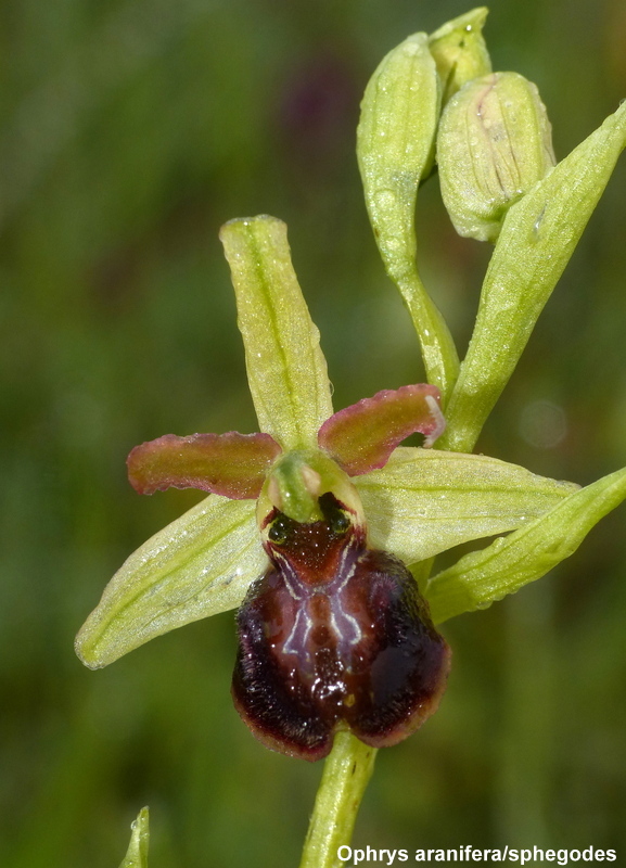 Il lago di Campotosto, orchidee, maltempo eschiarite! maggio/giugno 2023.